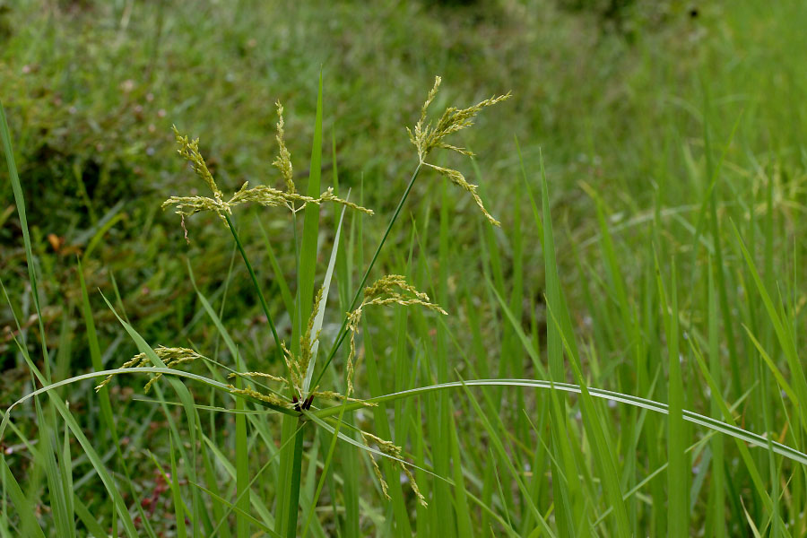 Boro Chucha Image 4