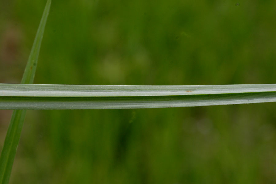Boro Chucha Image 5