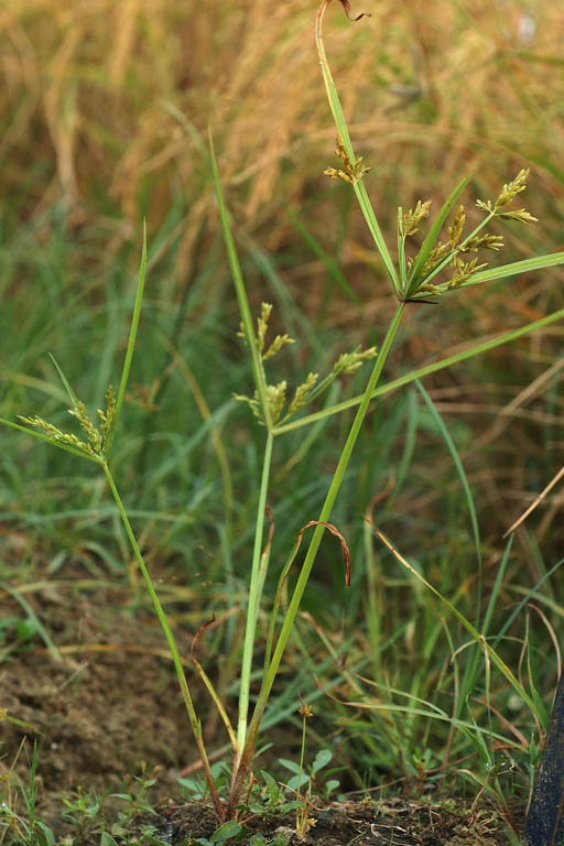 Boro Chucha Image 7