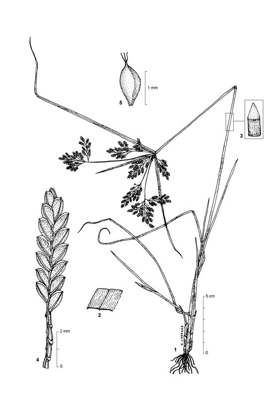 Boro Chucha Image 8