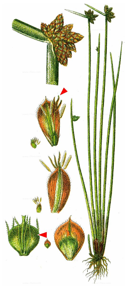 Chechra Image 8