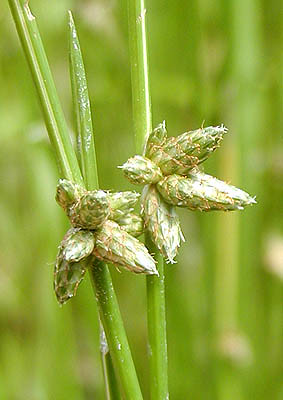 Chechra Image 4