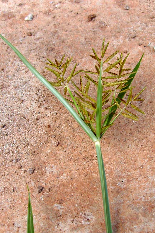 Holde Mutha Grass Image 2
