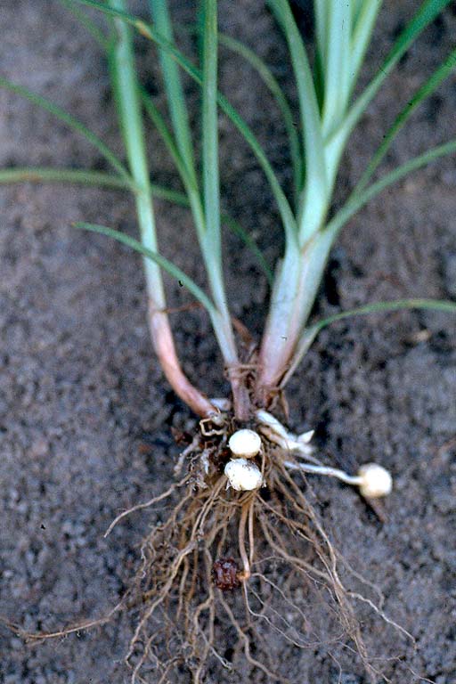 Holde Mutha Grass Image 4