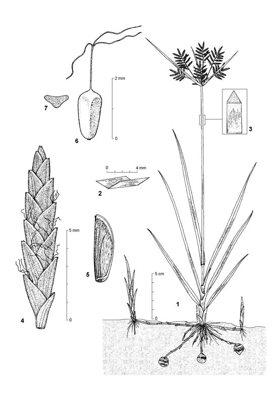 Holde Mutha Grass Image 5