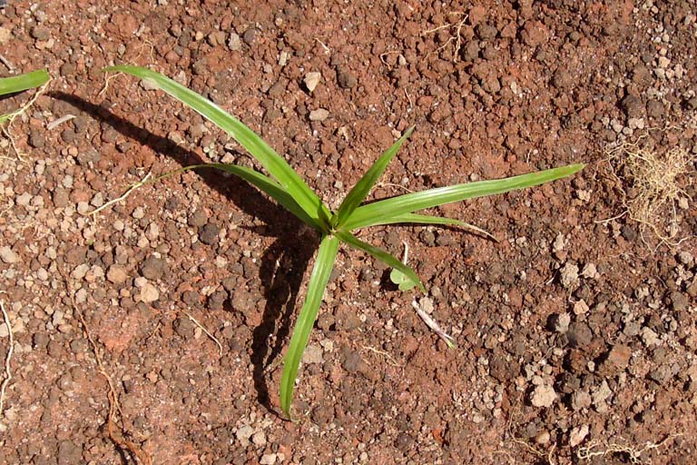 Holde Mutha Grass Image 6