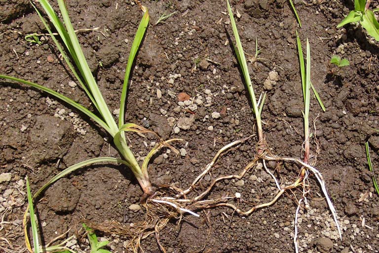 Holde Mutha Grass Image 7