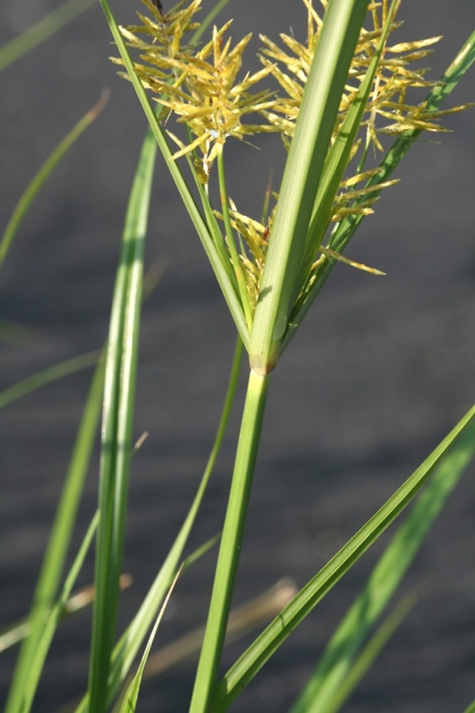 Holde Mutha Grass Image 8