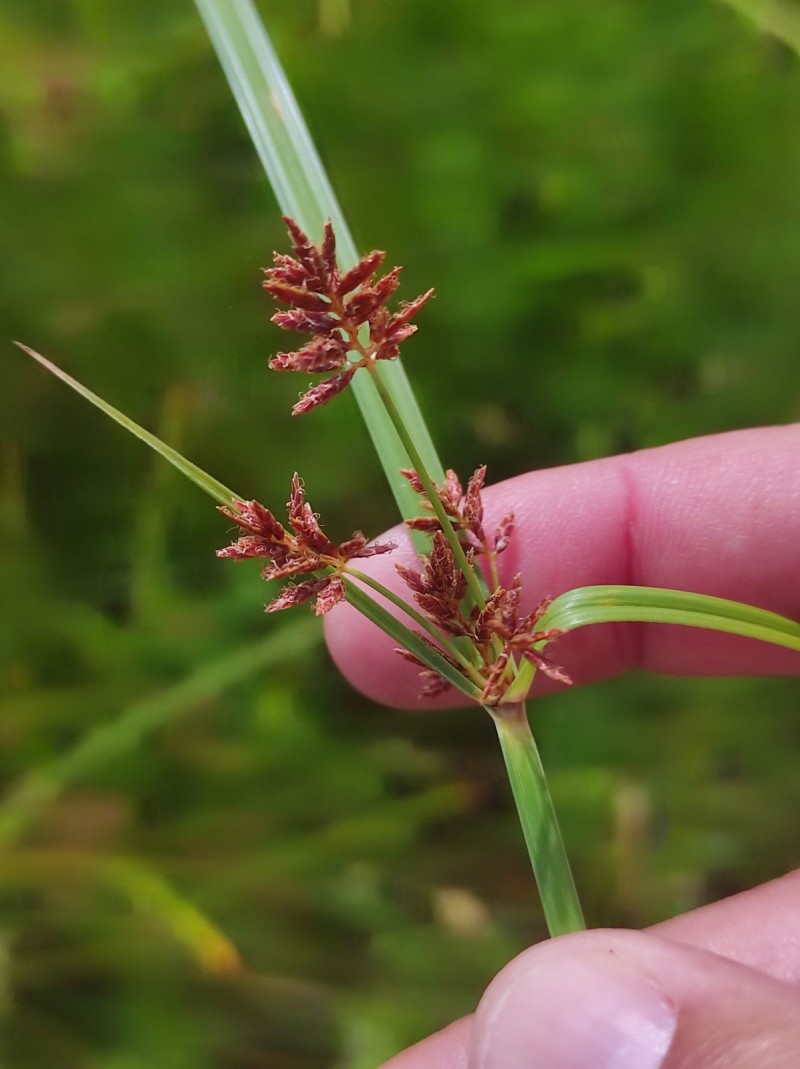 Holde Mutha Grass Image 9