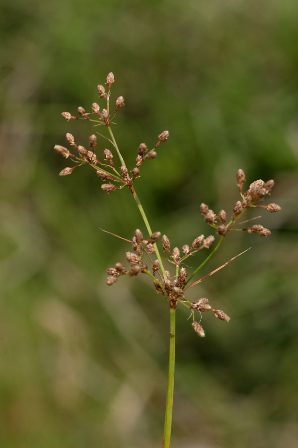 Joyna Image 2