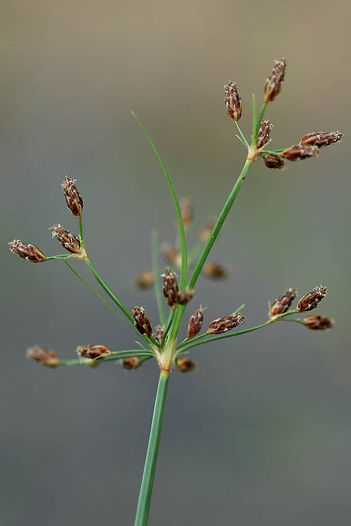 Joyna Image 5