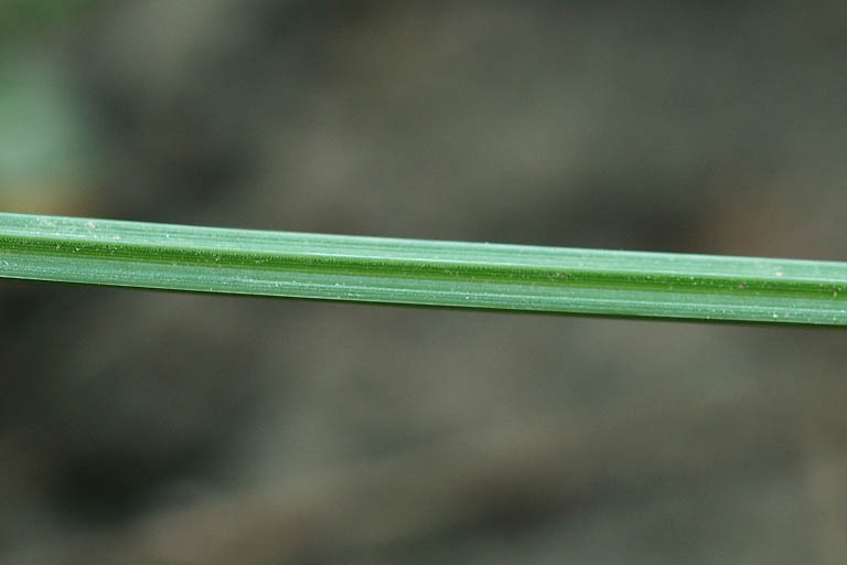 Joyna Image 6
