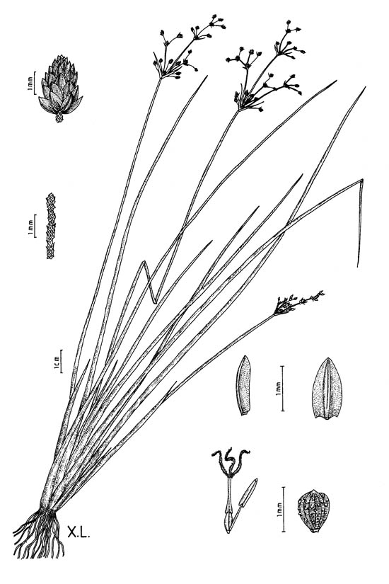 Joyna Image 8
