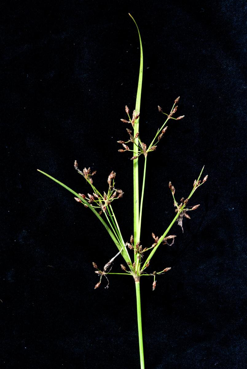 Matichech Image 1