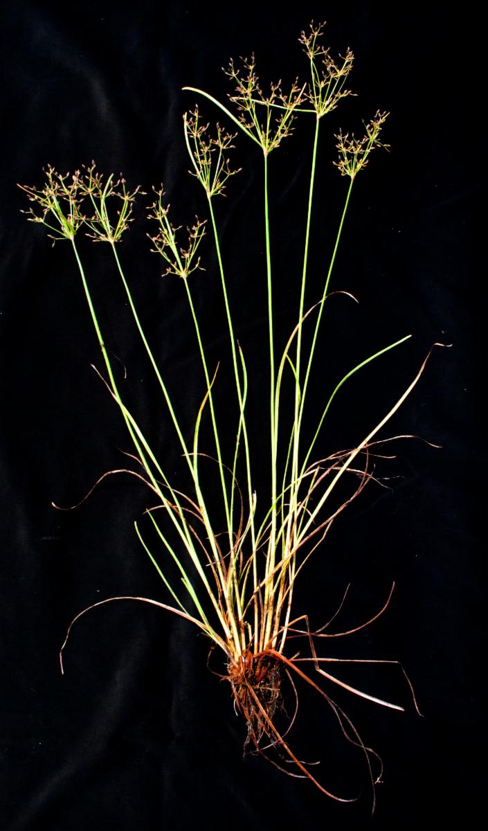 Matichech Image 2