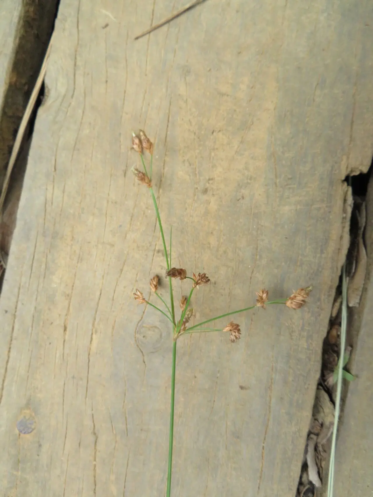 Matichech Image 5