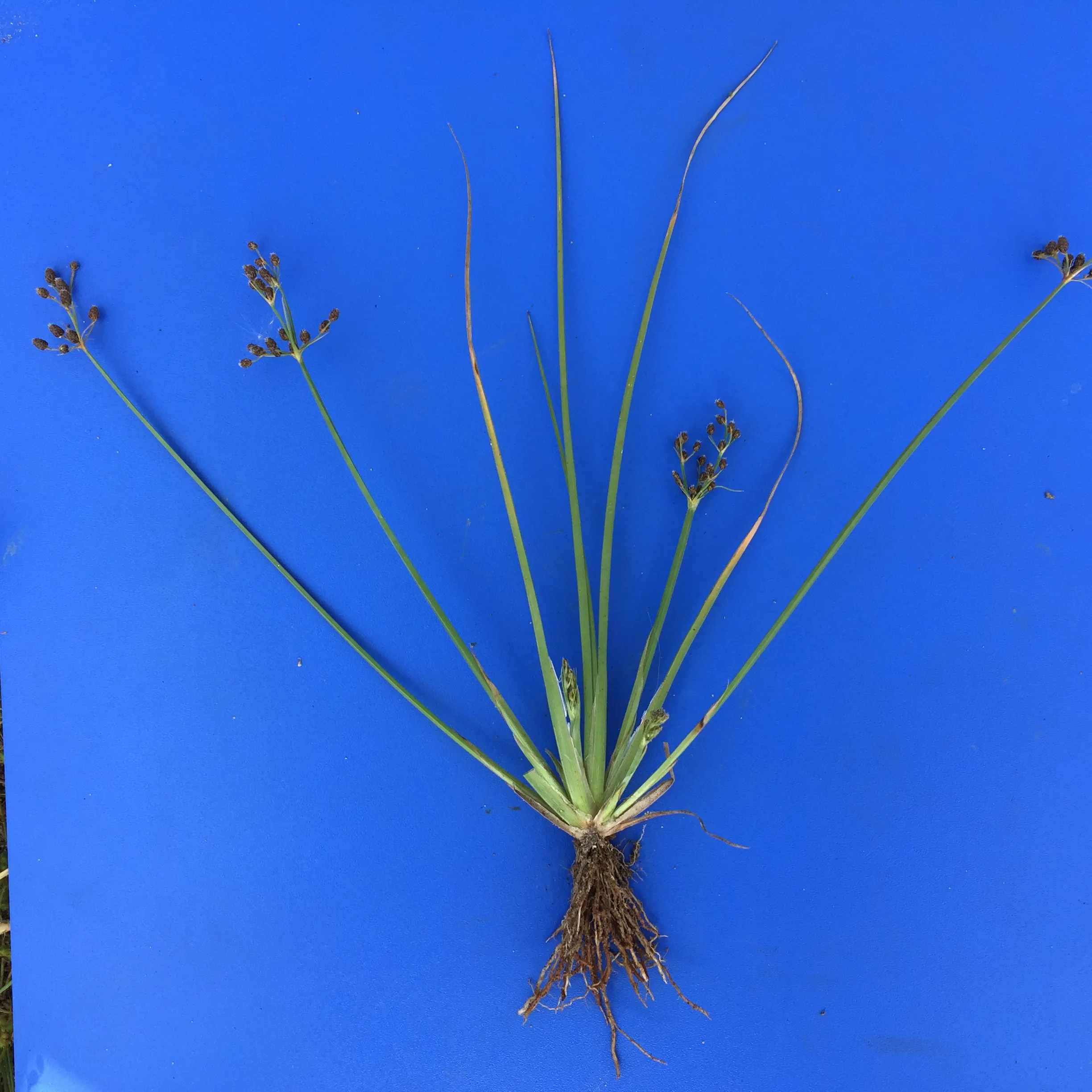 Matichech Image 6