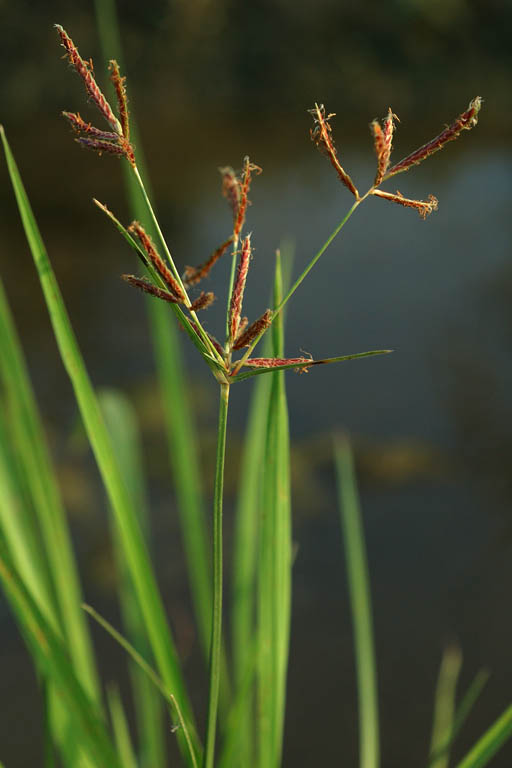 Mutha Grass Image 1