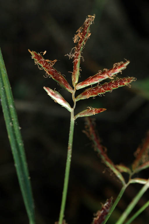 Mutha Grass Image 2