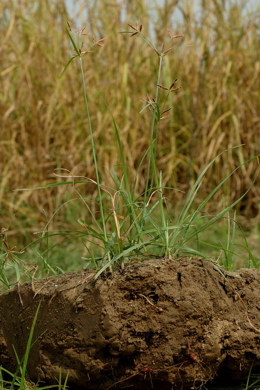Mutha Grass Image 3