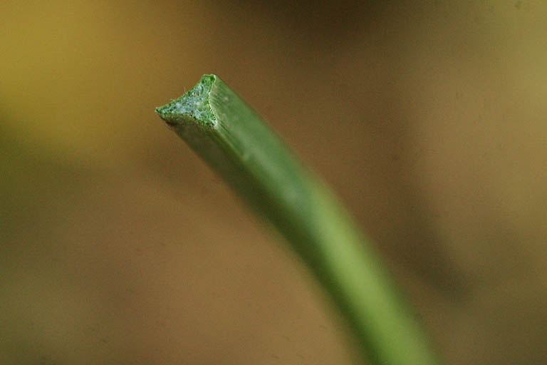 Mutha Grass Image 5