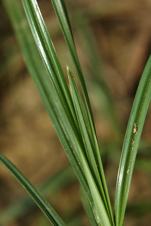 Mutha Grass Image 6