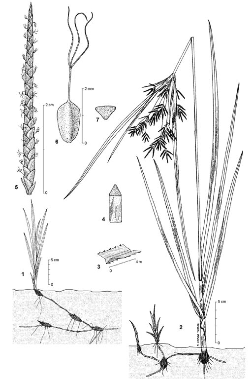 Mutha Grass Image 7