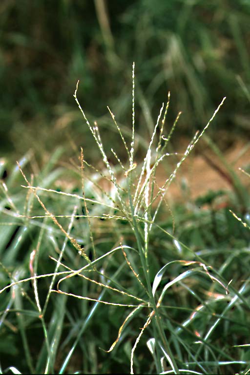 Anguli Grass Image 1