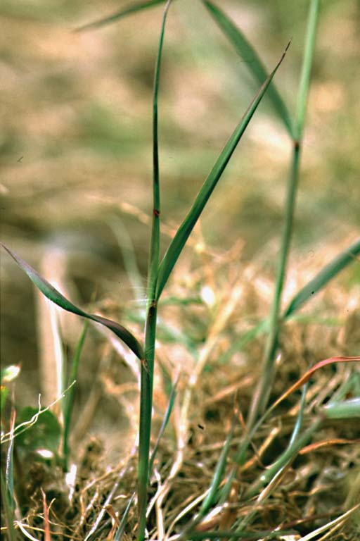 Anguli Grass Image 2