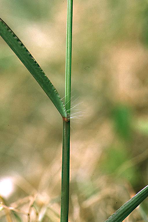 Anguli Grass Image 3