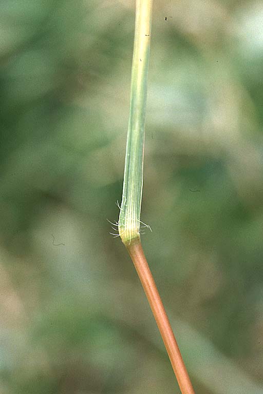 Anguli Grass Image 4
