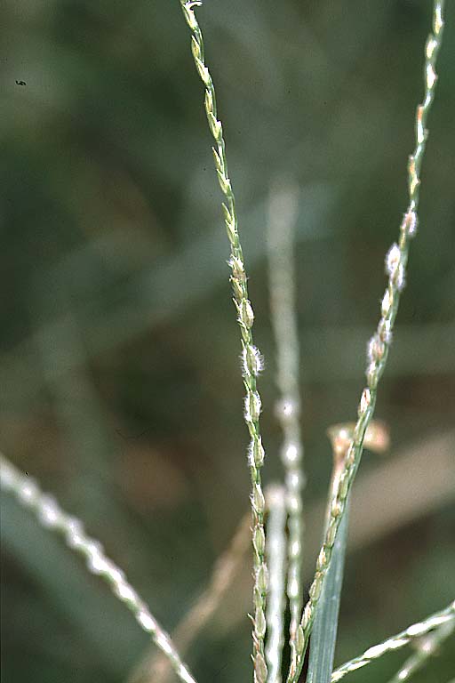 Anguli Grass Image 5