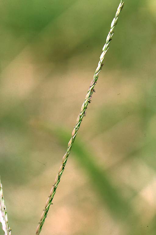 Anguli Grass Image 6