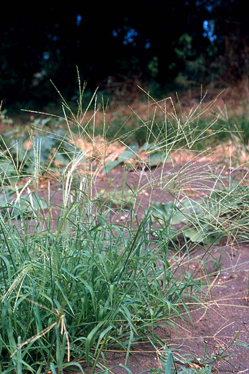 Anguli Grass Image 7
