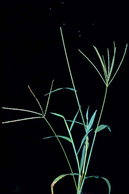 Anguli Grass Image 8