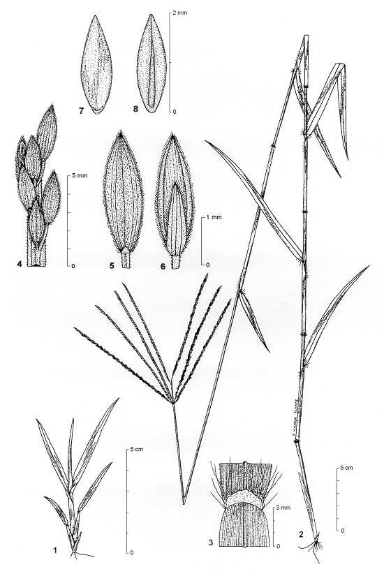 Anguli Grass Image 9