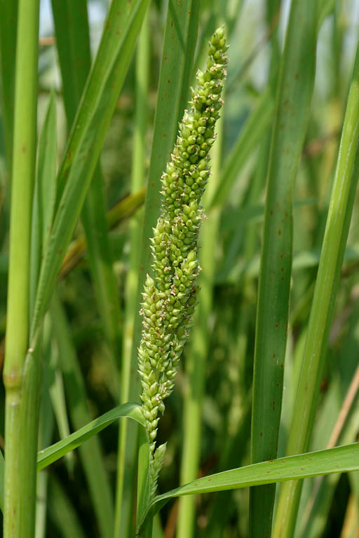 Durba Grass Image 1