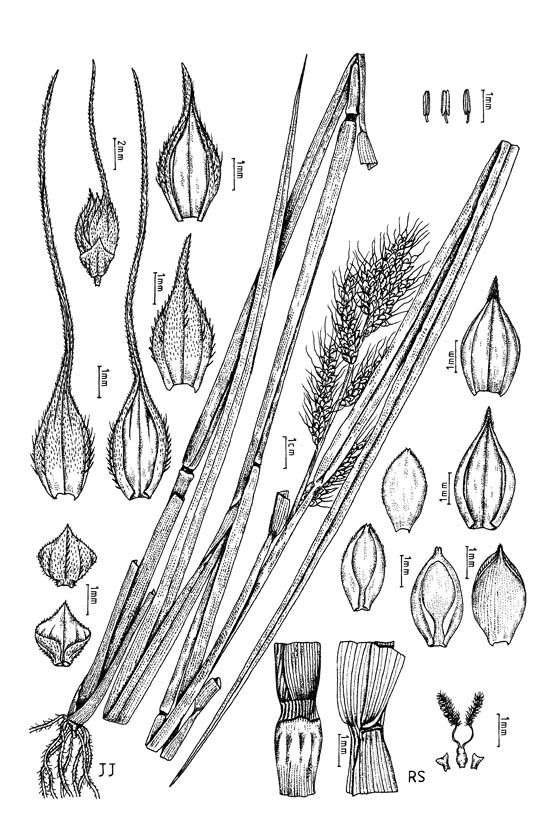 Durba Grass Image 10