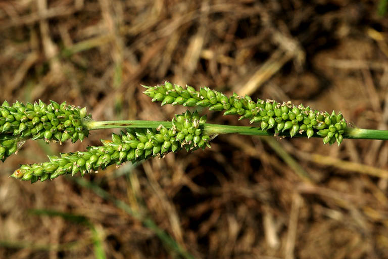 Durba Grass Image 2