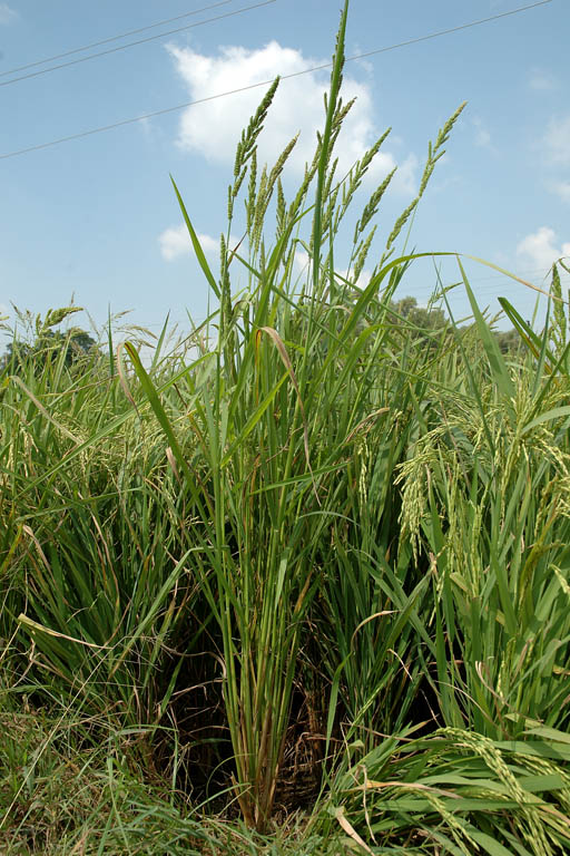 Durba Grass Image 3
