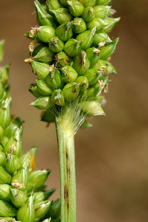 Durba Grass Image 4