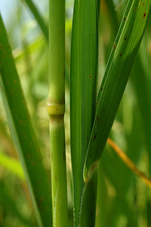 Durba Grass Image 5