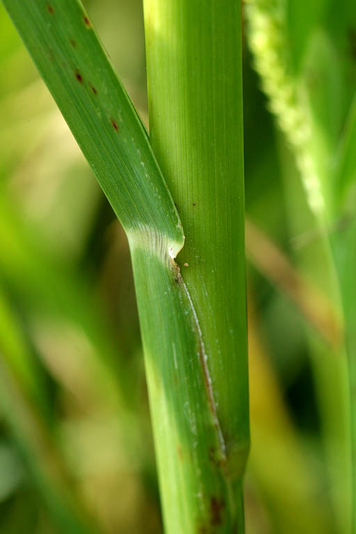 Durba Grass Image 6
