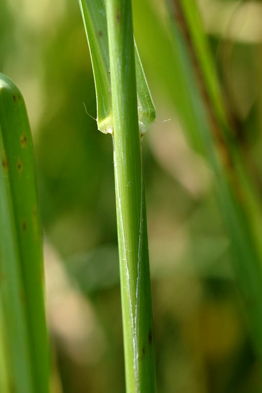 Durba Grass Image 7