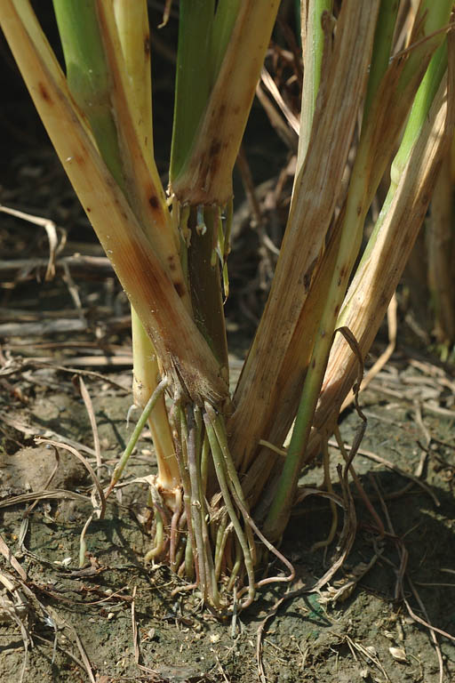 Durba Grass Image 8