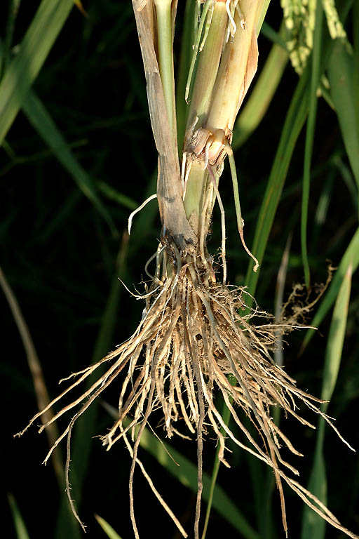 Durba Grass Image 9