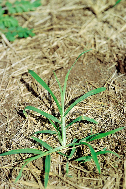 Choto Shama Grass Image 1