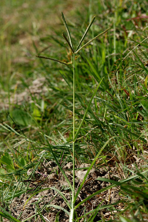 Choto Shama Grass Image 7