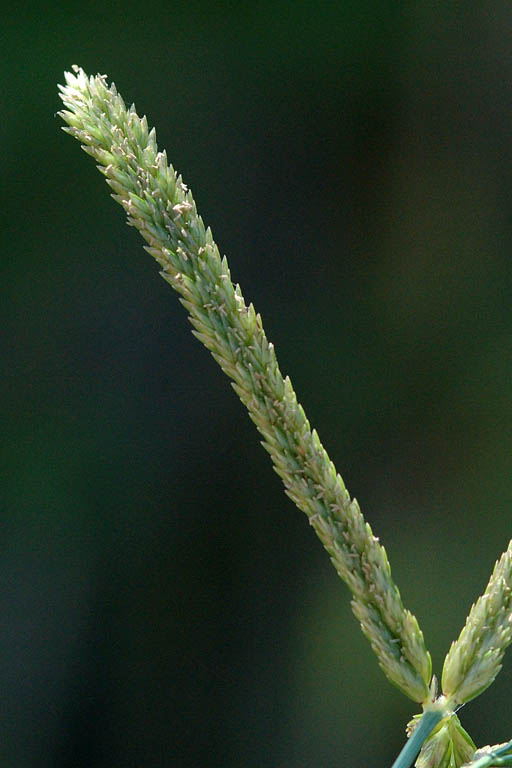 Choto Shama Grass Image 8