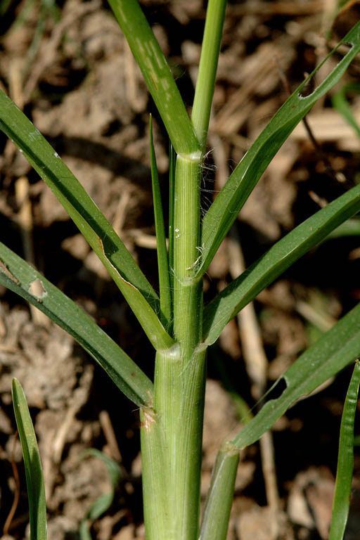 Choto Shama Grass Image 9
